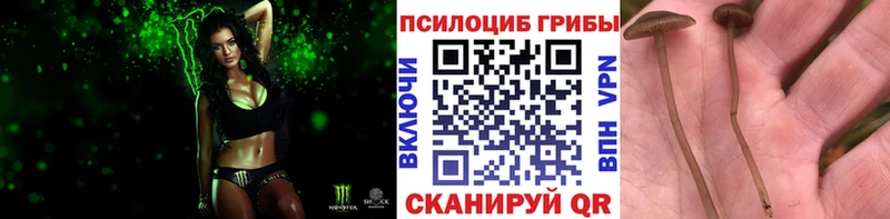 Галлюциногенные грибы Psilocybe  купить закладку  Светлогорск 